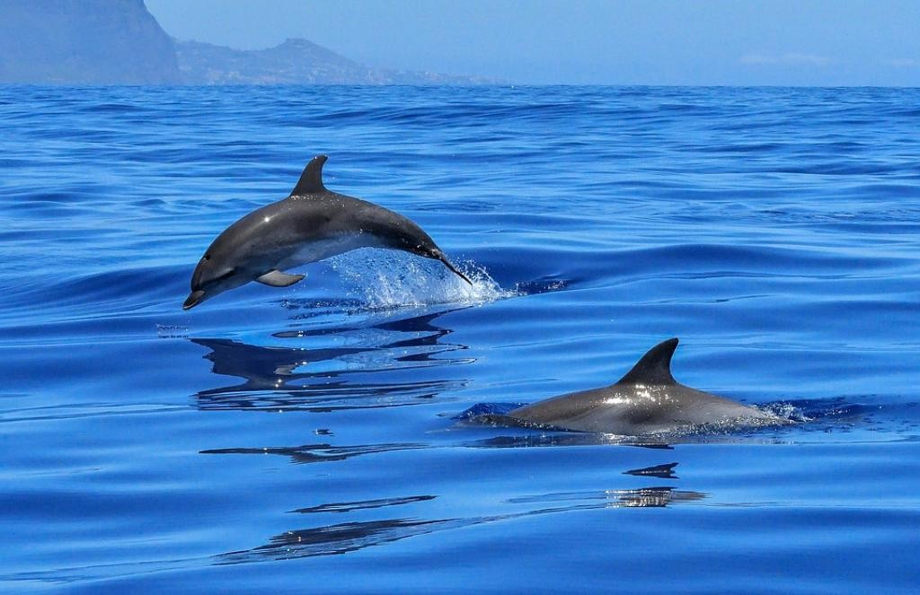 Dolphin House Marsa Alam